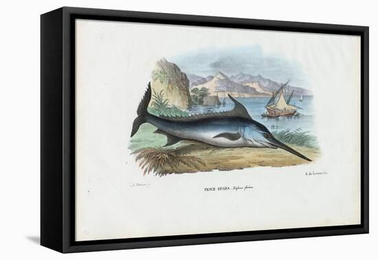 Swordfish, 1863-79-Raimundo Petraroja-Framed Premier Image Canvas