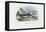 Swordfish, 1863-79-Raimundo Petraroja-Framed Premier Image Canvas