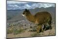 Photographic Print