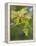 Sycamore (Acer Pseudoplatanus)-Adrian Bicker-Framed Premier Image Canvas