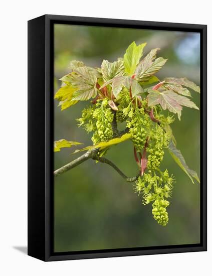 Sycamore (Acer Pseudoplatanus)-Adrian Bicker-Framed Premier Image Canvas