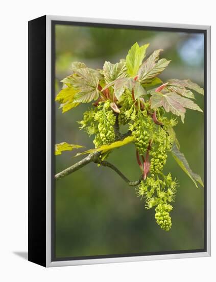 Sycamore (Acer Pseudoplatanus)-Adrian Bicker-Framed Premier Image Canvas