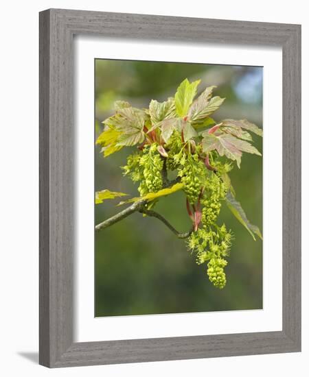 Sycamore (Acer Pseudoplatanus)-Adrian Bicker-Framed Photographic Print