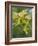 Sycamore (Acer Pseudoplatanus)-Adrian Bicker-Framed Photographic Print