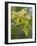 Sycamore (Acer Pseudoplatanus)-Adrian Bicker-Framed Photographic Print