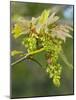 Sycamore (Acer Pseudoplatanus)-Adrian Bicker-Mounted Photographic Print