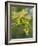 Sycamore (Acer Pseudoplatanus)-Adrian Bicker-Framed Photographic Print