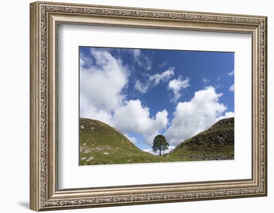 Sycamore Gap, Hadrian's Wall, Northumberland, England, United Kingdom-Ann & Steve Toon-Framed Photographic Print