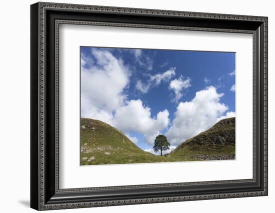 Sycamore Gap, Hadrian's Wall, Northumberland, England, United Kingdom-Ann & Steve Toon-Framed Photographic Print