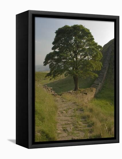 Sycamore Gap, Hadrian's Wall, Nothumberland-James Emmerson-Framed Premier Image Canvas