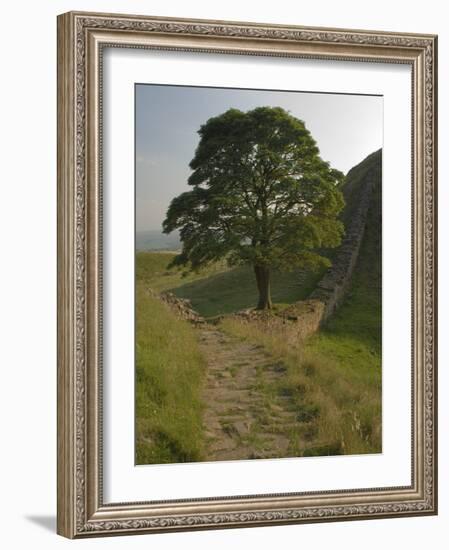 Sycamore Gap, Hadrian's Wall, Nothumberland-James Emmerson-Framed Photographic Print