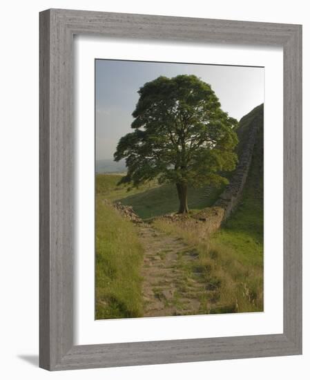 Sycamore Gap, Hadrian's Wall, Nothumberland-James Emmerson-Framed Photographic Print