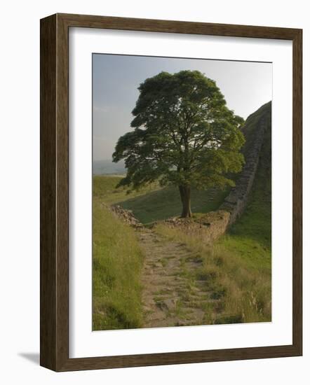 Sycamore Gap, Hadrian's Wall, Nothumberland-James Emmerson-Framed Photographic Print