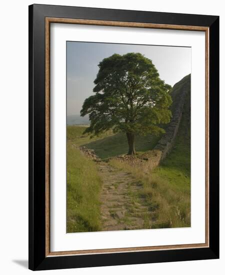 Sycamore Gap, Hadrian's Wall, Nothumberland-James Emmerson-Framed Photographic Print