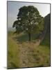 Sycamore Gap, Hadrian's Wall, Nothumberland-James Emmerson-Mounted Photographic Print