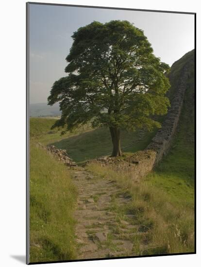 Sycamore Gap, Hadrian's Wall, Nothumberland-James Emmerson-Mounted Photographic Print