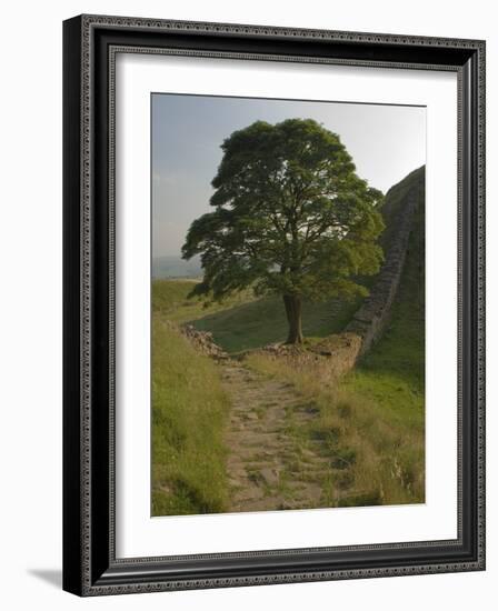 Sycamore Gap, Hadrian's Wall, Nothumberland-James Emmerson-Framed Photographic Print