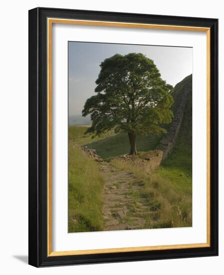 Sycamore Gap, Hadrian's Wall, Nothumberland-James Emmerson-Framed Photographic Print