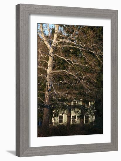 Sycamore House Vertical-Robert Goldwitz-Framed Photographic Print