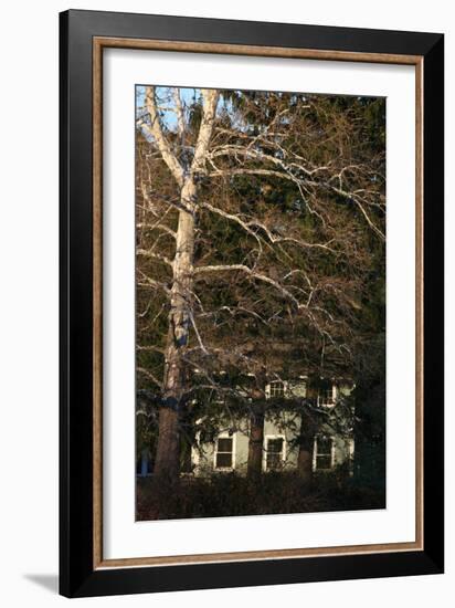 Sycamore House Vertical-Robert Goldwitz-Framed Photographic Print