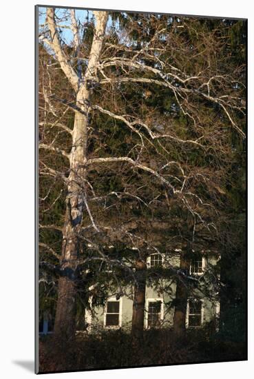 Sycamore House Vertical-Robert Goldwitz-Mounted Photographic Print