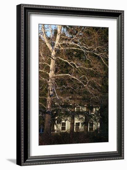 Sycamore House Vertical-Robert Goldwitz-Framed Photographic Print