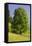 Sycamore Maple, Ennstal, Styria, Austria-Rainer Mirau-Framed Premier Image Canvas