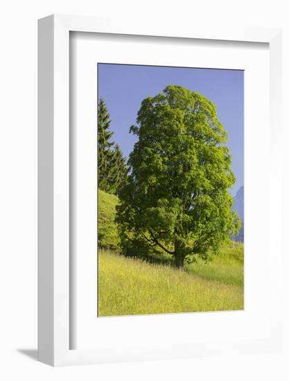 Sycamore Maple, Ennstal, Styria, Austria-Rainer Mirau-Framed Photographic Print