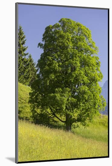 Sycamore Maple, Ennstal, Styria, Austria-Rainer Mirau-Mounted Photographic Print