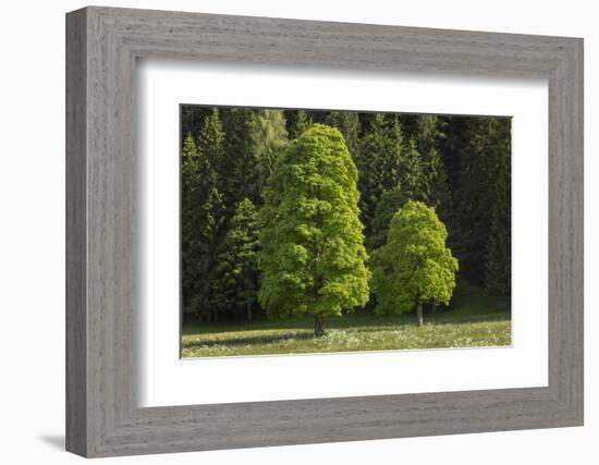 Sycamore Maple, Ennstal, Styria, Austria-Rainer Mirau-Framed Photographic Print