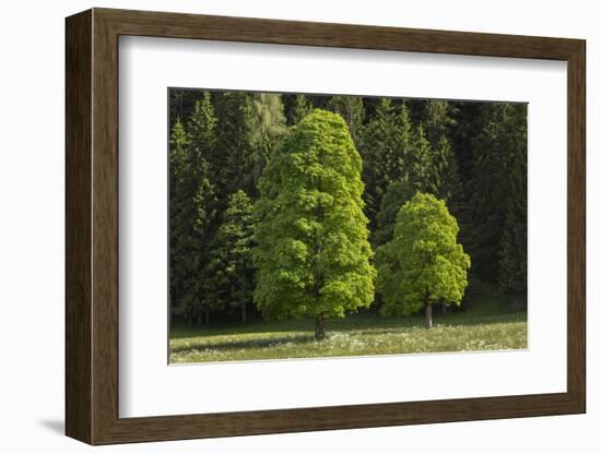 Sycamore Maple, Ennstal, Styria, Austria-Rainer Mirau-Framed Photographic Print