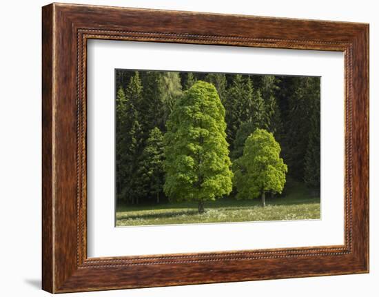 Sycamore Maple, Ennstal, Styria, Austria-Rainer Mirau-Framed Photographic Print