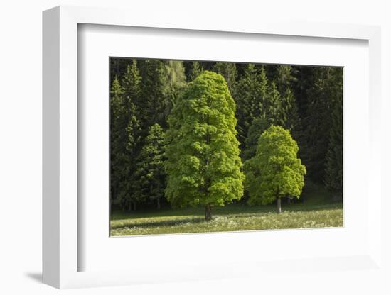 Sycamore Maple, Ennstal, Styria, Austria-Rainer Mirau-Framed Photographic Print