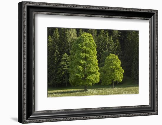 Sycamore Maple, Ennstal, Styria, Austria-Rainer Mirau-Framed Photographic Print