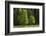 Sycamore Maple, Ennstal, Styria, Austria-Rainer Mirau-Framed Photographic Print