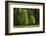 Sycamore Maple, Ennstal, Styria, Austria-Rainer Mirau-Framed Photographic Print