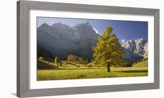 Sycamore Maple, Spritzkarspitze, Gro§er Ahornboden, Engalm, Karwendel, Tyrol, Austria-Rainer Mirau-Framed Photographic Print