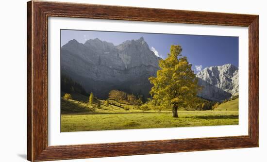 Sycamore Maple, Spritzkarspitze, Gro§er Ahornboden, Engalm, Karwendel, Tyrol, Austria-Rainer Mirau-Framed Photographic Print