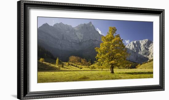 Sycamore Maple, Spritzkarspitze, Gro§er Ahornboden, Engalm, Karwendel, Tyrol, Austria-Rainer Mirau-Framed Photographic Print