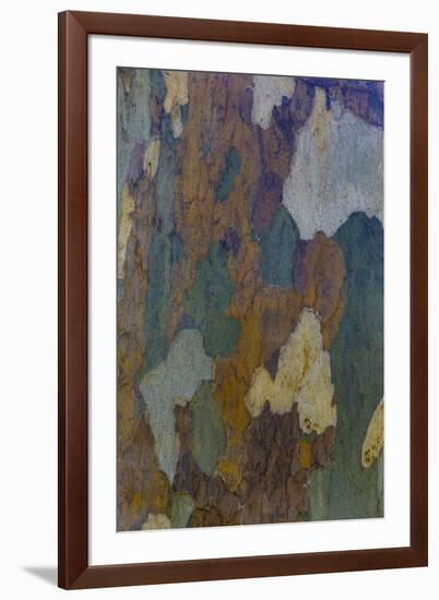 Sycamore tree bark design Oak Creek, Arizona.-Darrell Gulin-Framed Photographic Print