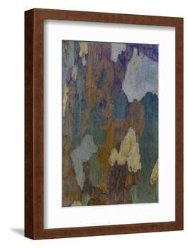 Sycamore tree bark design Oak Creek, Arizona.-Darrell Gulin-Framed Photographic Print