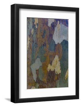 Sycamore tree bark design Oak Creek, Arizona.-Darrell Gulin-Framed Photographic Print