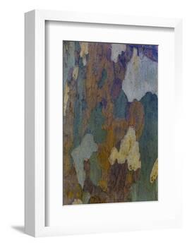 Sycamore tree bark design Oak Creek, Arizona.-Darrell Gulin-Framed Photographic Print