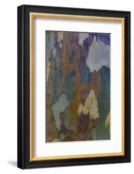 Sycamore tree bark design Oak Creek, Arizona.-Darrell Gulin-Framed Photographic Print