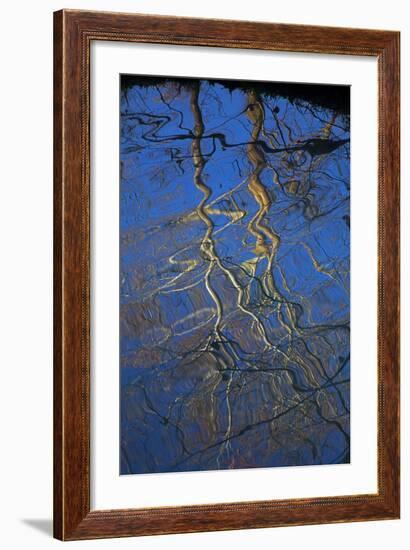 Sycamore Tree Reflections,Montauk State Park, Missouri, USA-Charles Gurche-Framed Photographic Print
