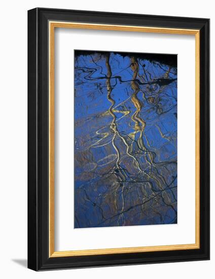 Sycamore Tree Reflections,Montauk State Park, Missouri, USA-Charles Gurche-Framed Photographic Print