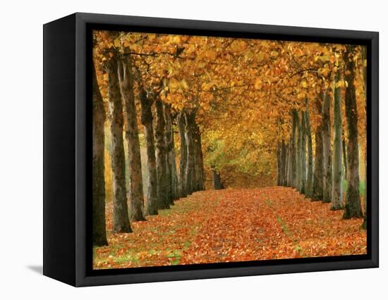 Sycamore Trees in Autumn-Cindy Kassab-Framed Premier Image Canvas