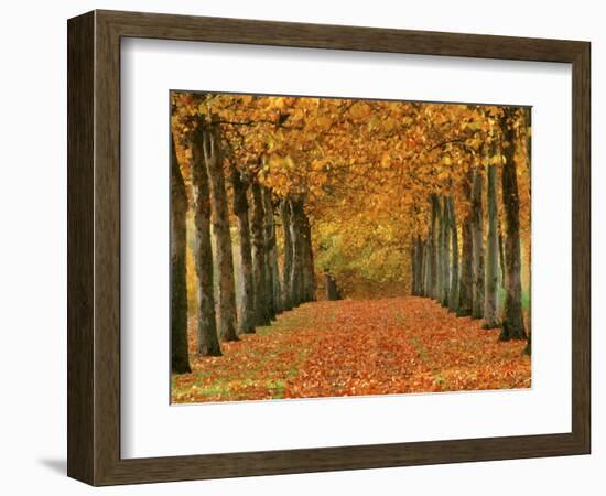 Sycamore Trees in Autumn-Cindy Kassab-Framed Photographic Print