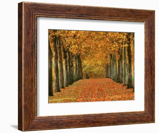 Sycamore Trees in Autumn-Cindy Kassab-Framed Photographic Print