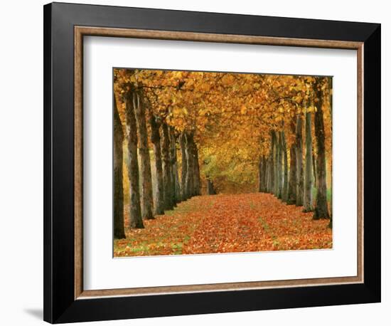 Sycamore Trees in Autumn-Cindy Kassab-Framed Photographic Print